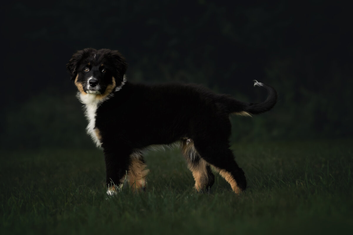 Deij Fotografie| Honden & Paardenshoot-Vrouwenpolder| Bohdi-03407