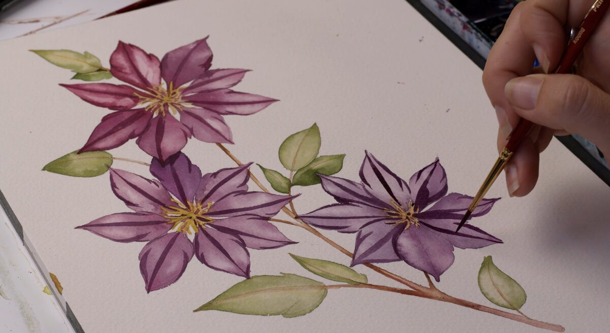 paex-2022-06-clematis-watercolor