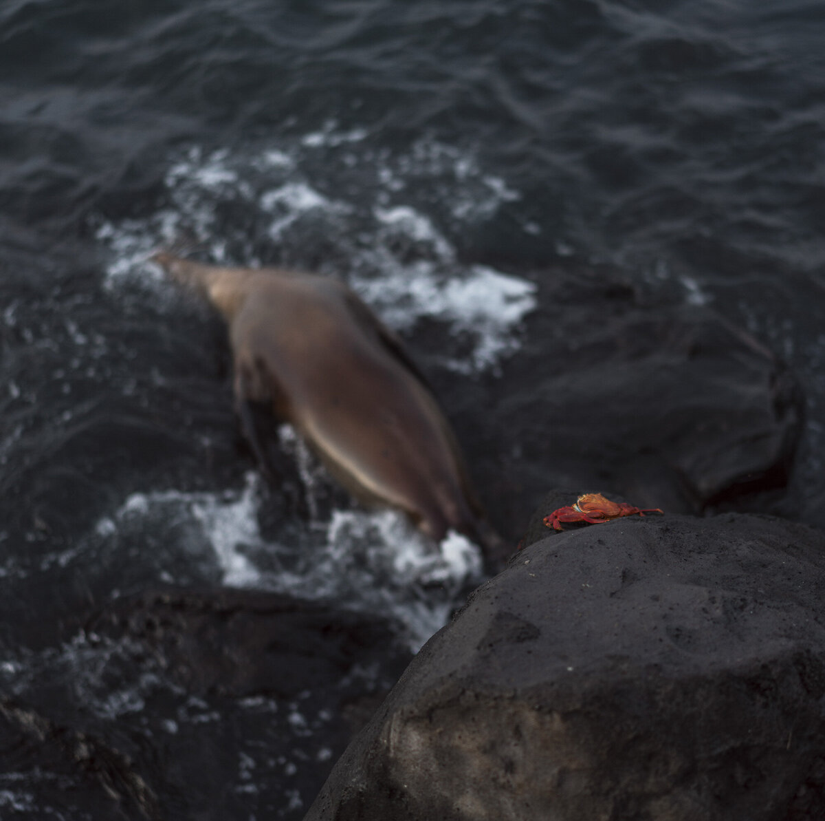 Galapagos Islands Sea Lions_By Stephanie Vermillion