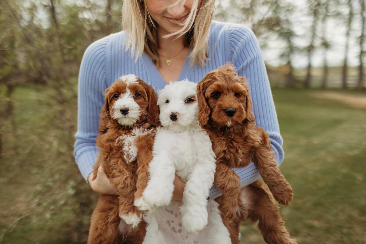 baldonnel-lane-labradoodles-breeder-alberta-bc-63