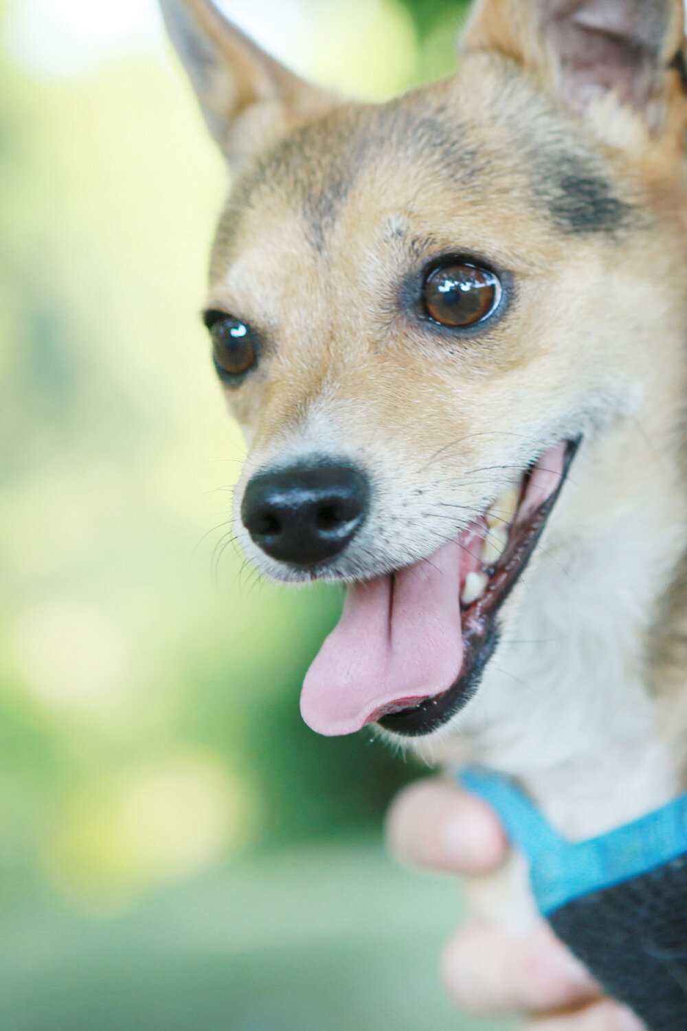 Professional-pet-photooutdoor-Jack-Russell-Bobby-fun-Ponte-Vedra-Beach.jpeg.
