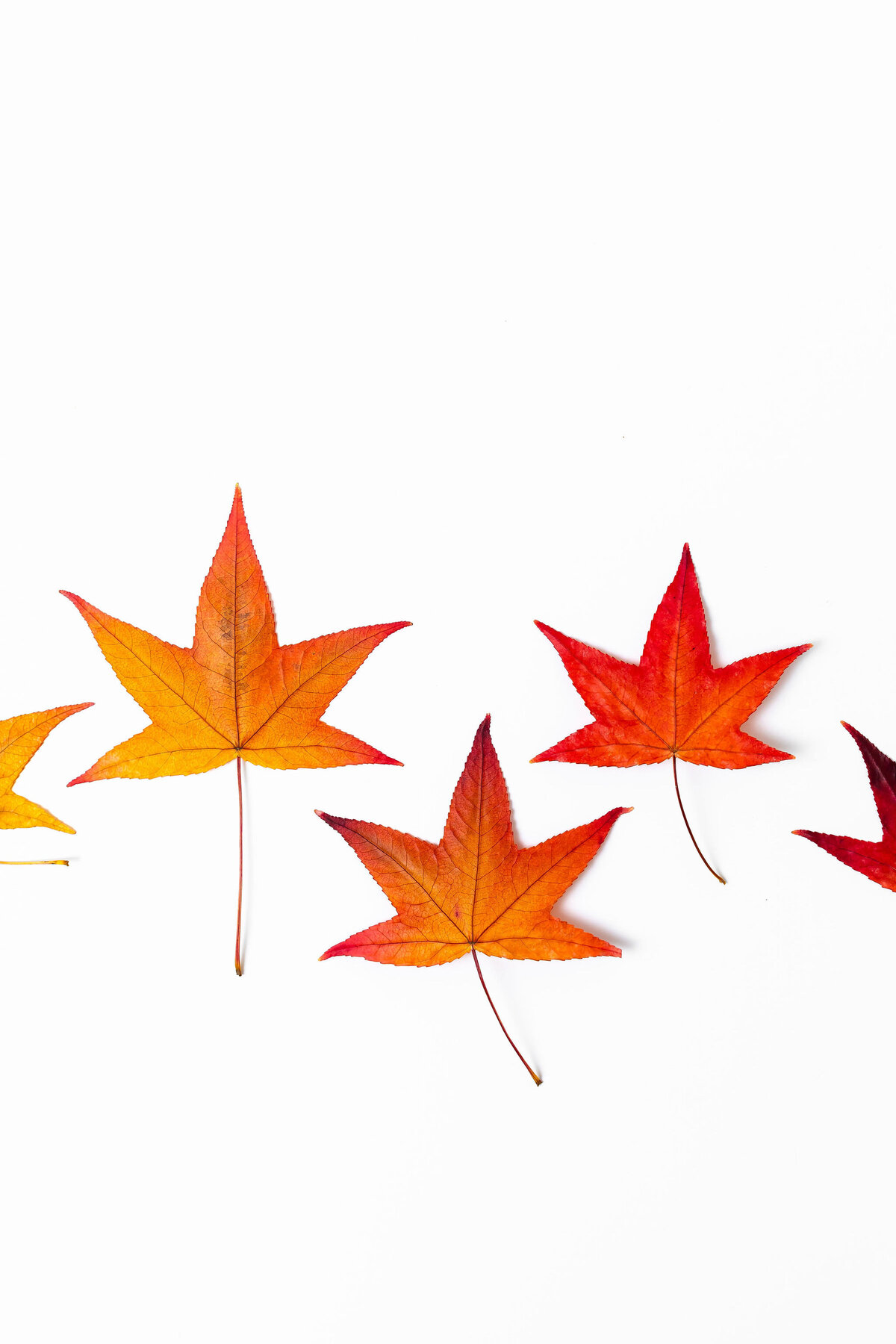 Leaf_Peepin'_by_Sarah_Eichstedt_Photography