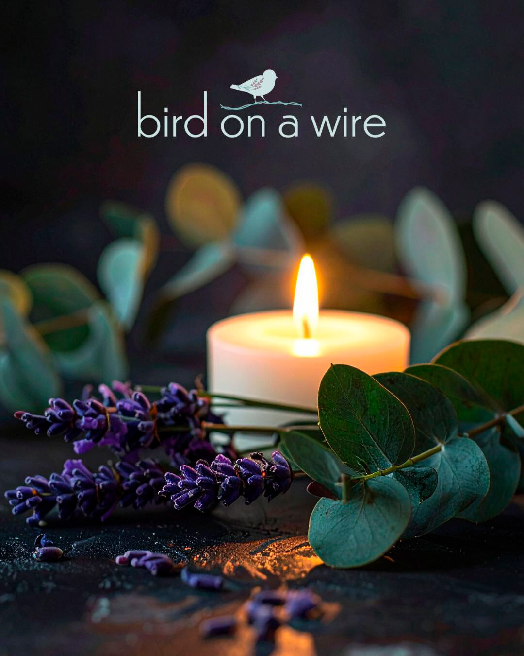 birdonawire-horizontal-logo-reverse-signature