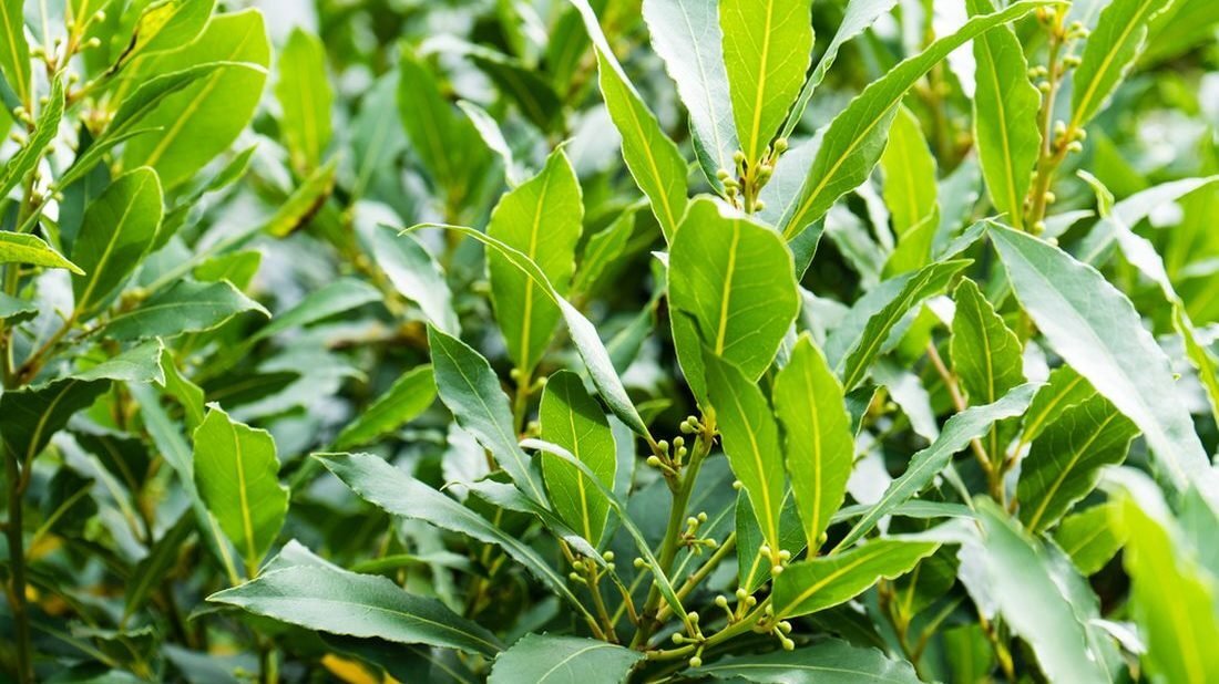 vavrin-uslechtily-laurus-nobilis-1100x618