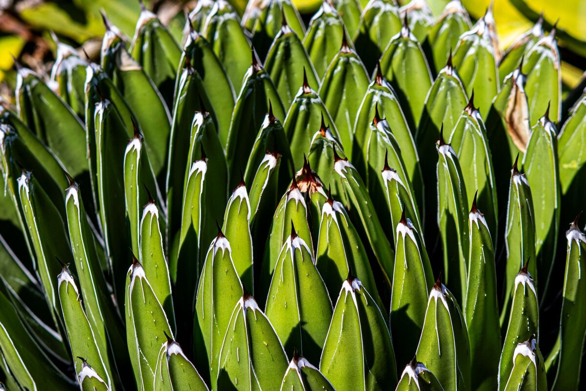 green-spiky-plant-f4ffe65d-2500