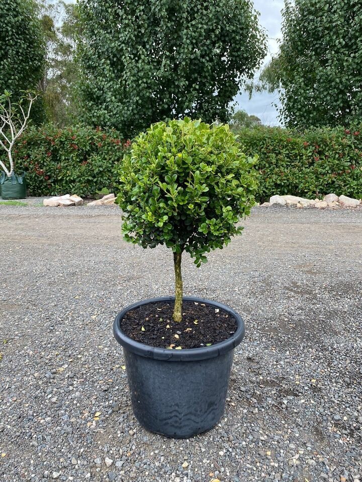 Topiary Trees and Standards Sydney Trees Lollipop Trees