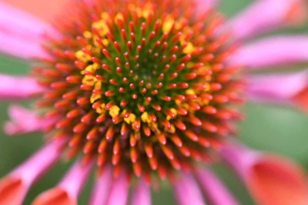 coneflower - 8