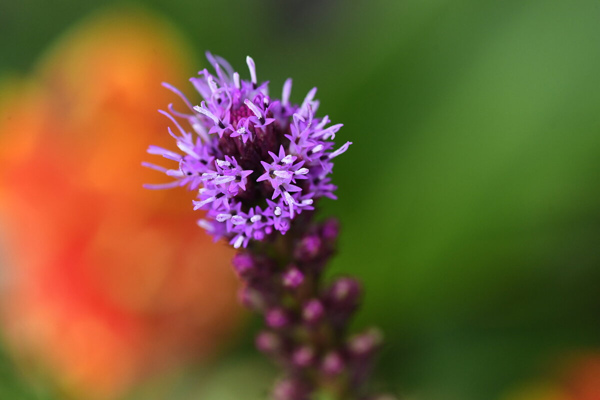 July garden - 406