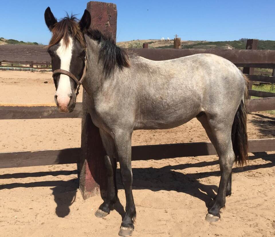 Black Roan Connemara Pony Yearling