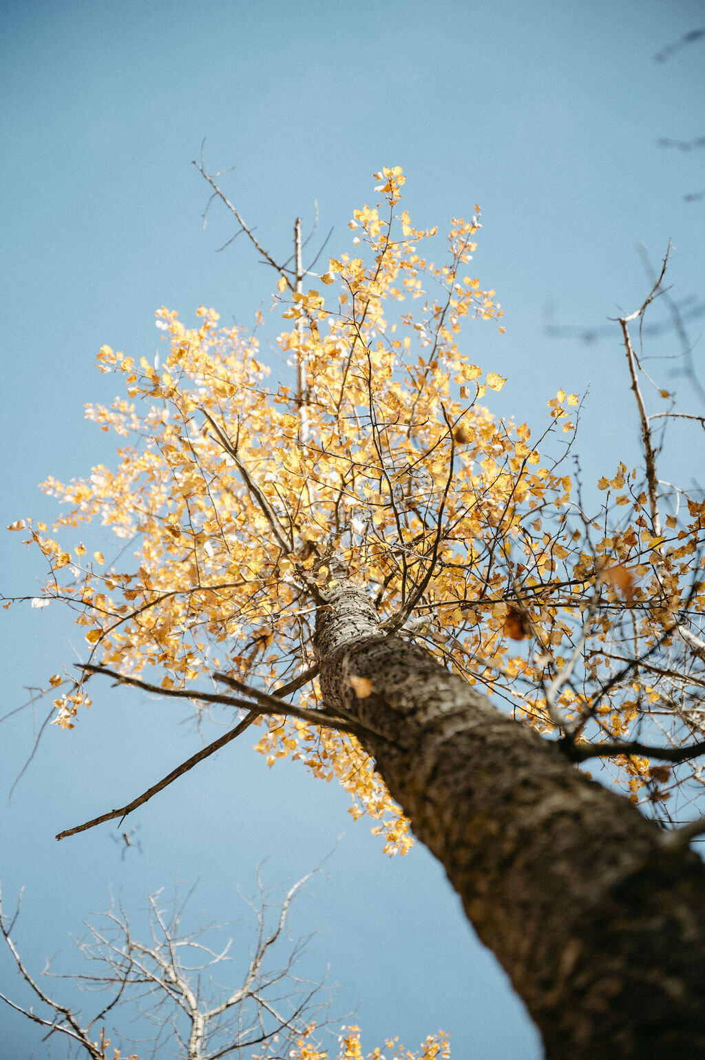 _Z626186