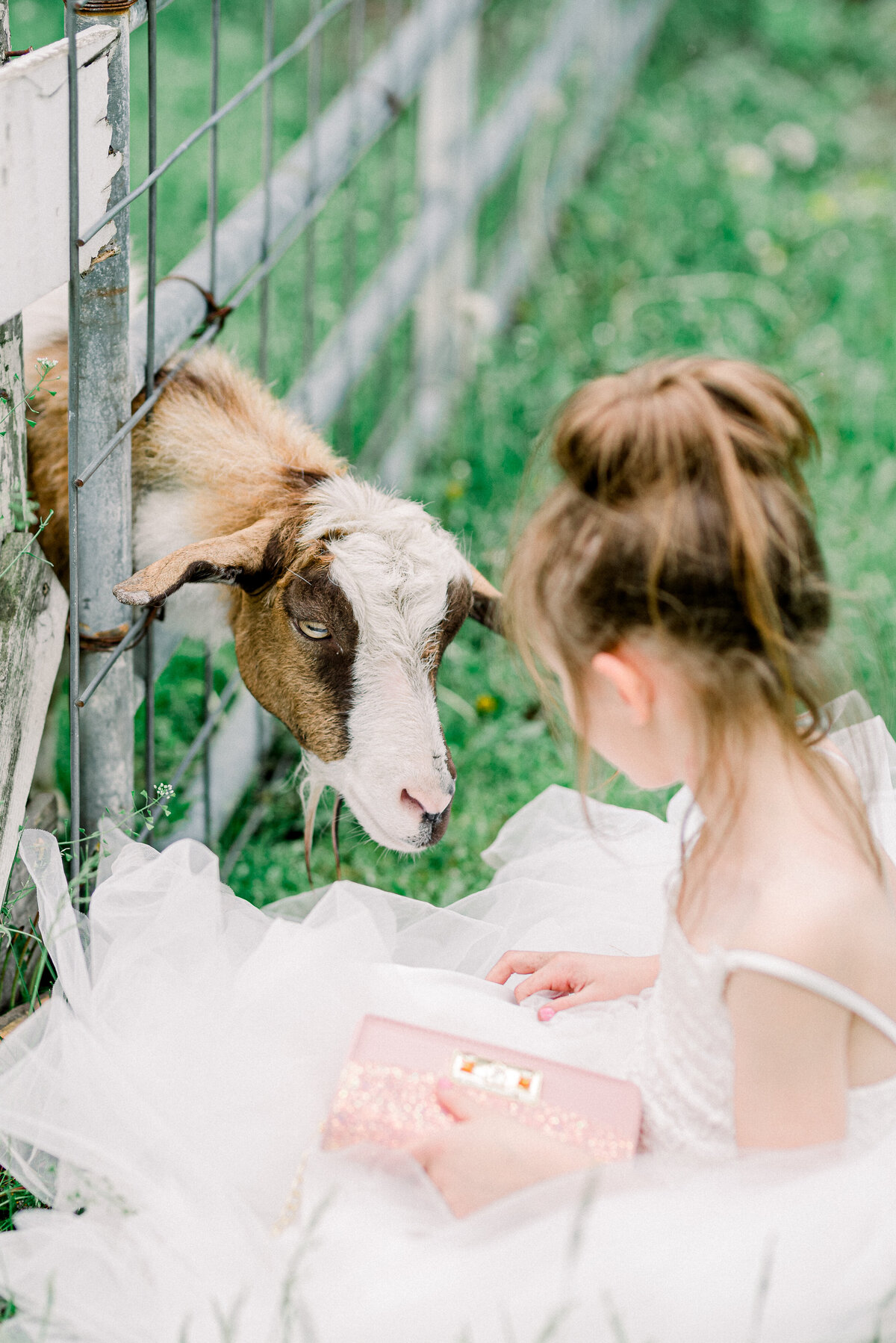 Flower girl in white dress, pink purse, petting a goat