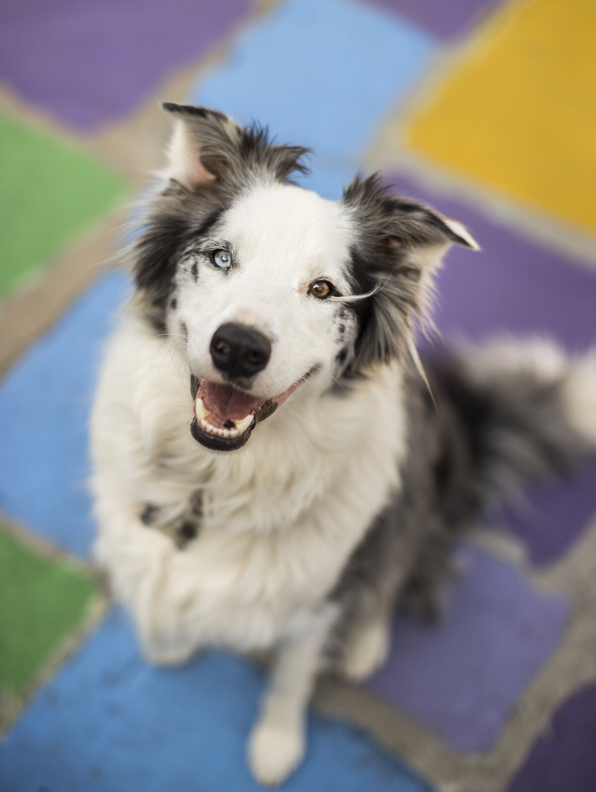 marketing pet photographer 11 copy