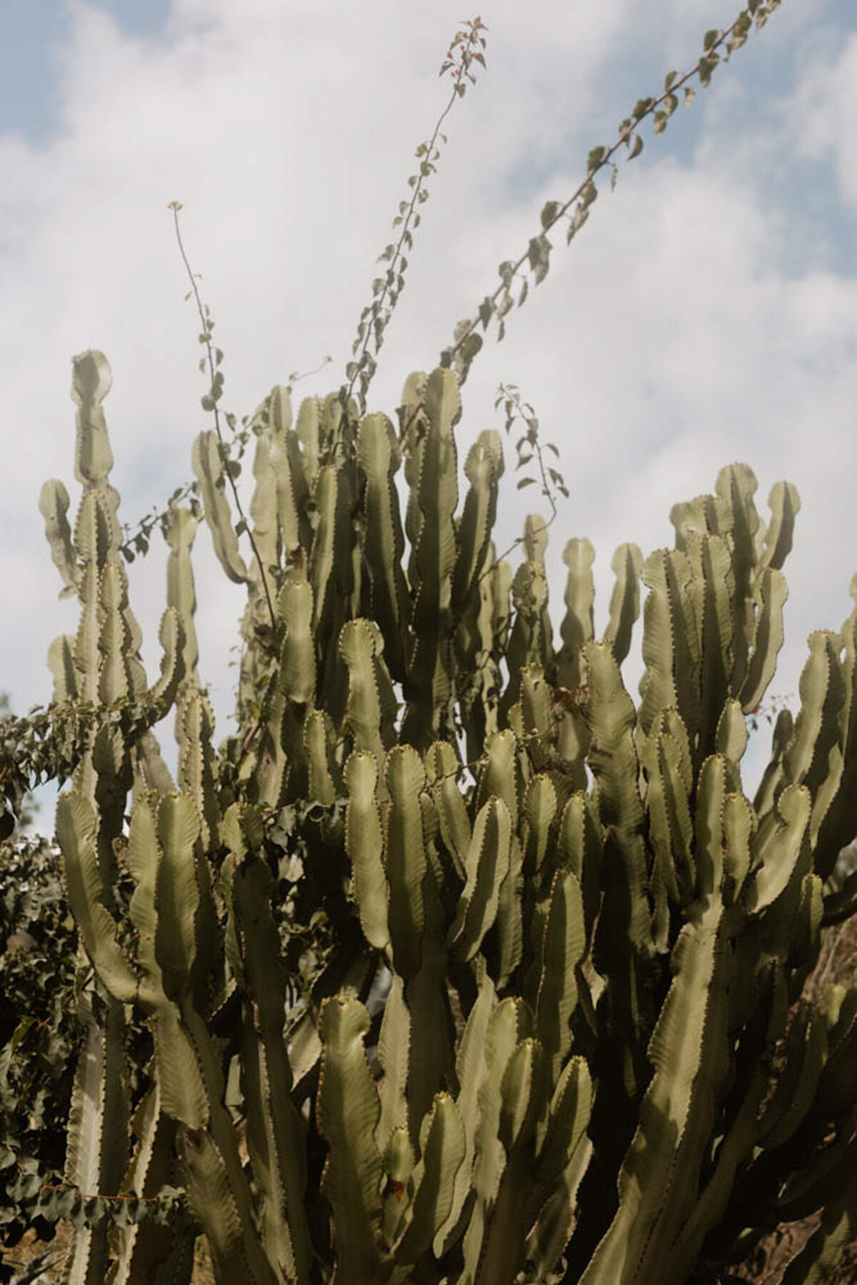 Creative destination wedding detail photo of cactus taken by Europe-wide wedding photographer