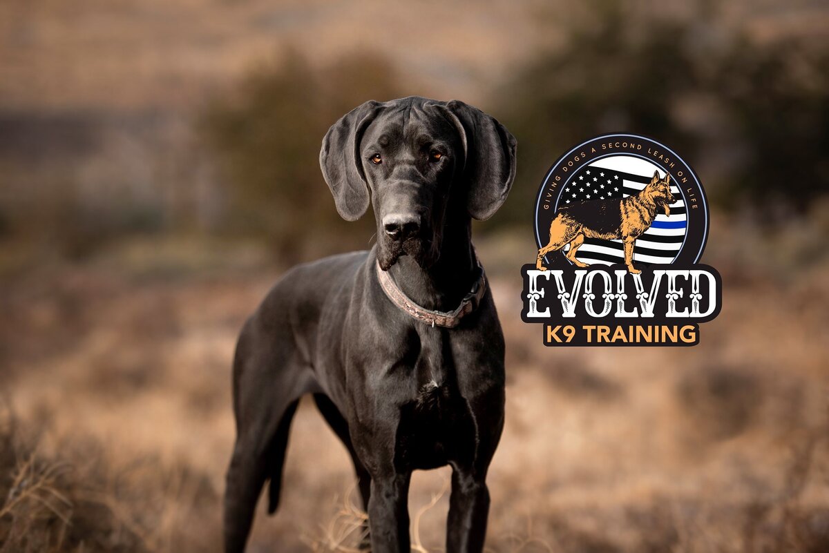 Dog Training Services in Reno and Sparks by Evolved K9