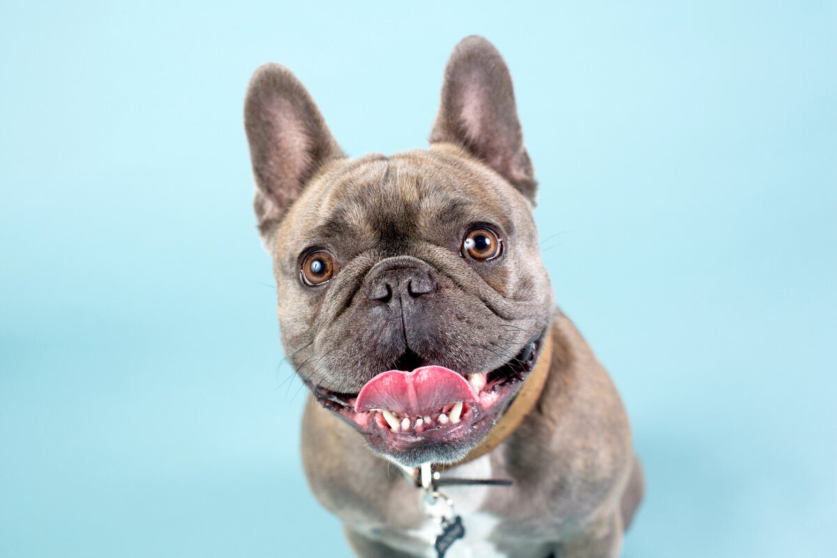 pet-photos-myrtle-beach-1500_008