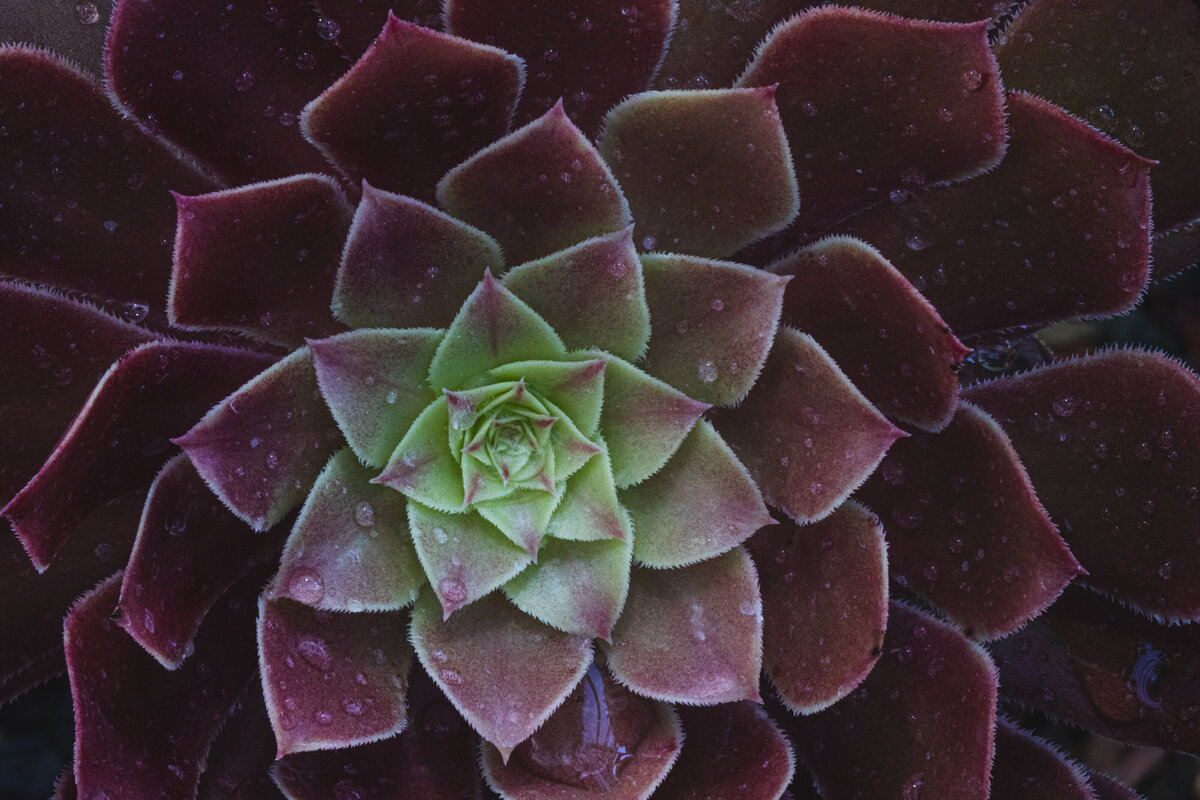 succulent_4428_C1