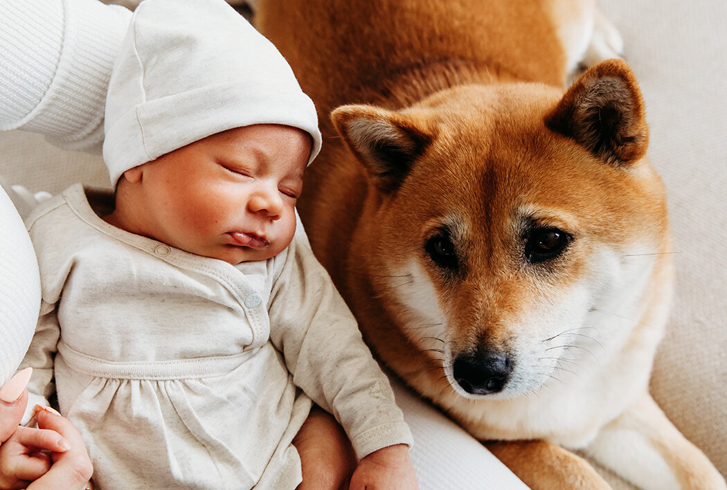 baby met hond, zwangerschapsinspo, babynamen, newbornfotograaf westbrabant, ettenleur, rucphen, zundert, halderberge, kraamkado, mooie babyfotos