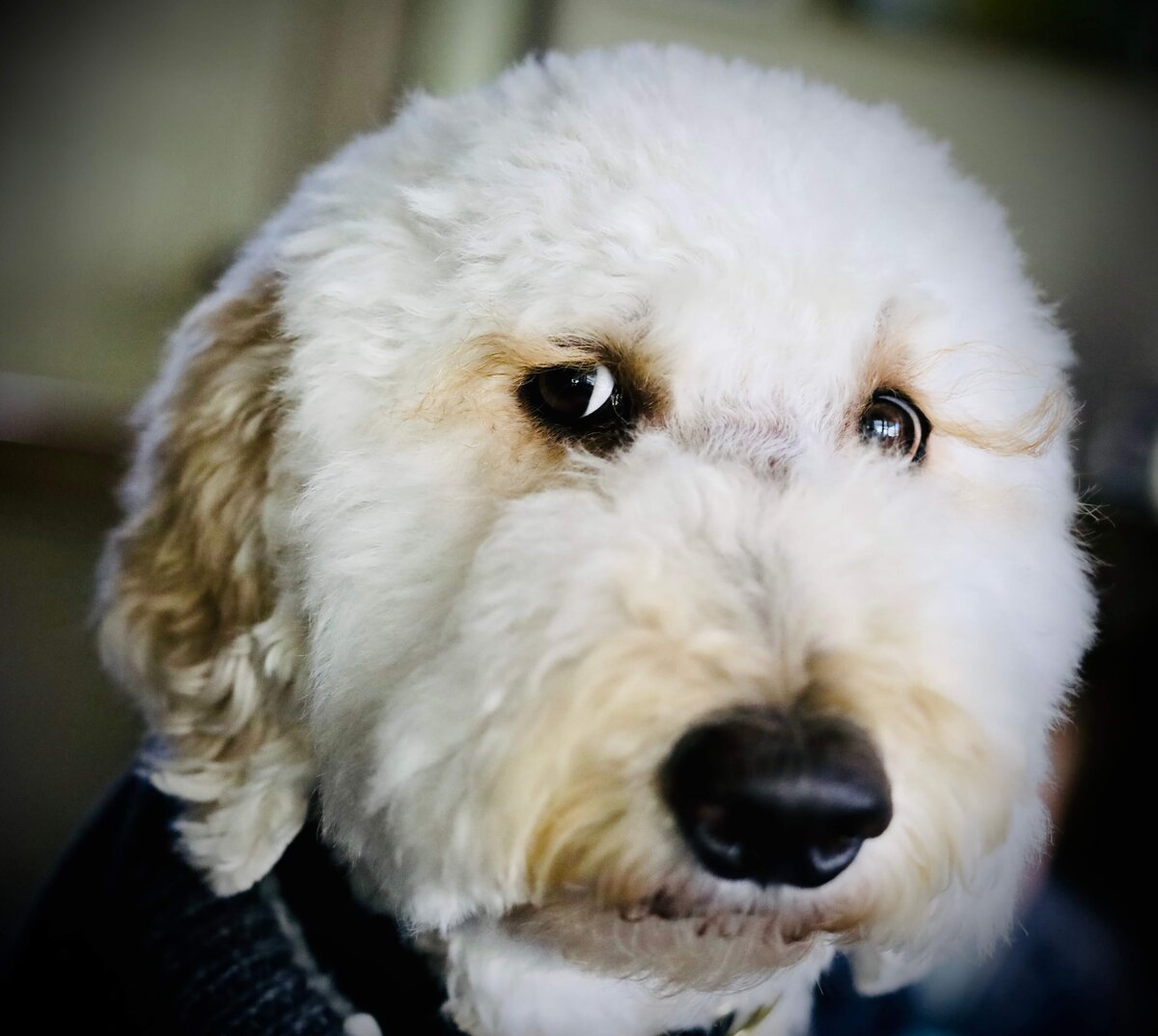 KS-Gray-Photography-Travel-Photographer-portrait-of-golden-doodle