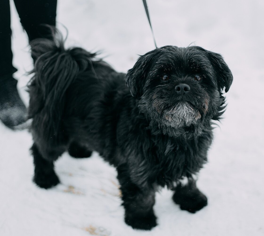 A closeup of a small black dog