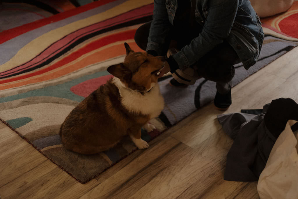 A dog sitting on a carpet.