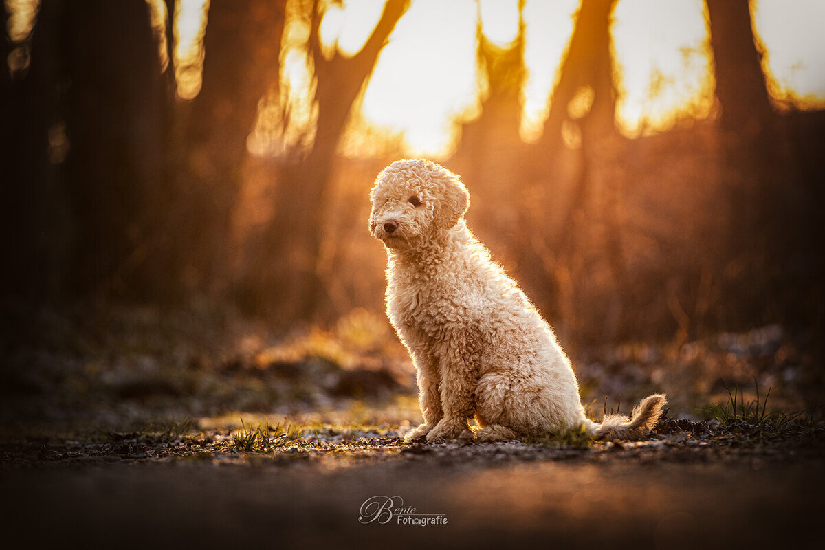Honden fotograaf