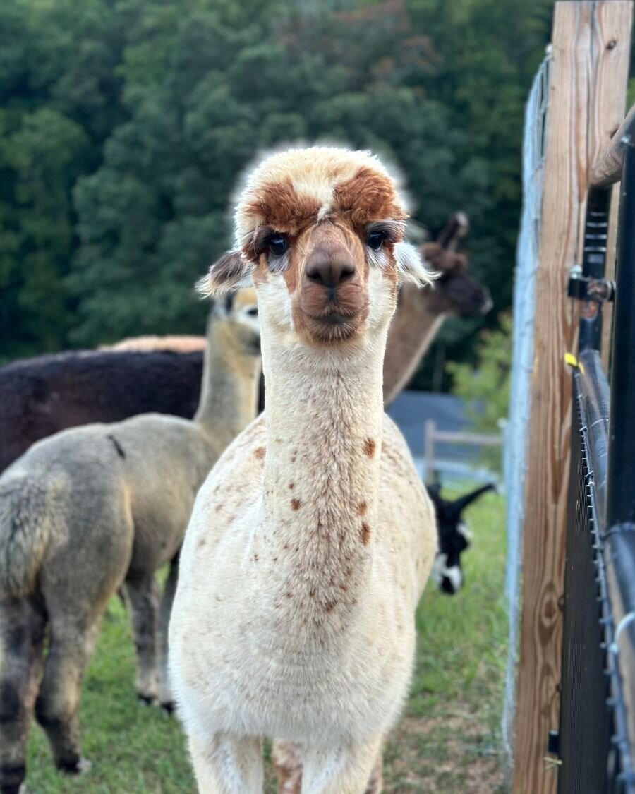 ralph alpaca