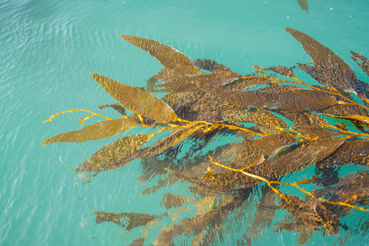 POWER_ENGINEERING_MONTEREY_BAY_AQUARIUM_PROJECT_LEFTCOASTMEDIACO-53