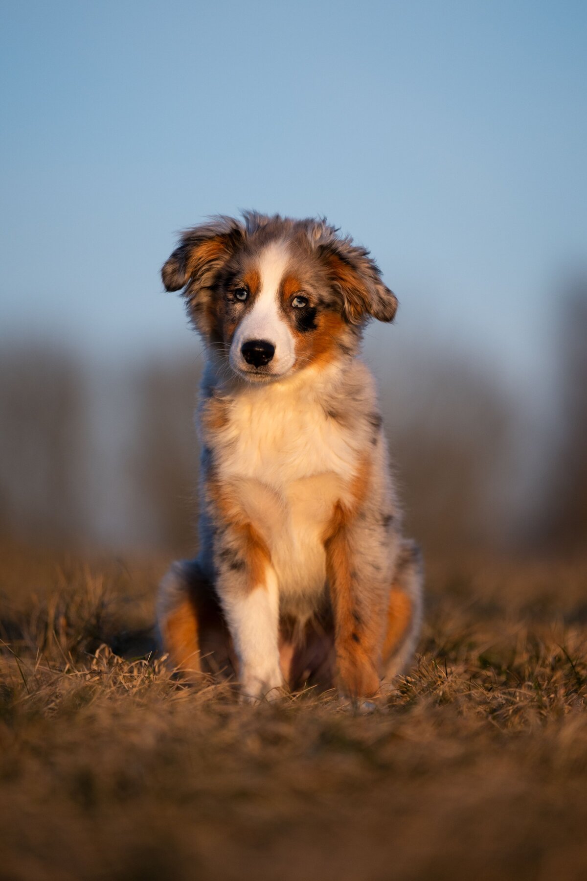 Welpenbilder-machen-lassen-Professionelle-Hundefotos-Zafiri