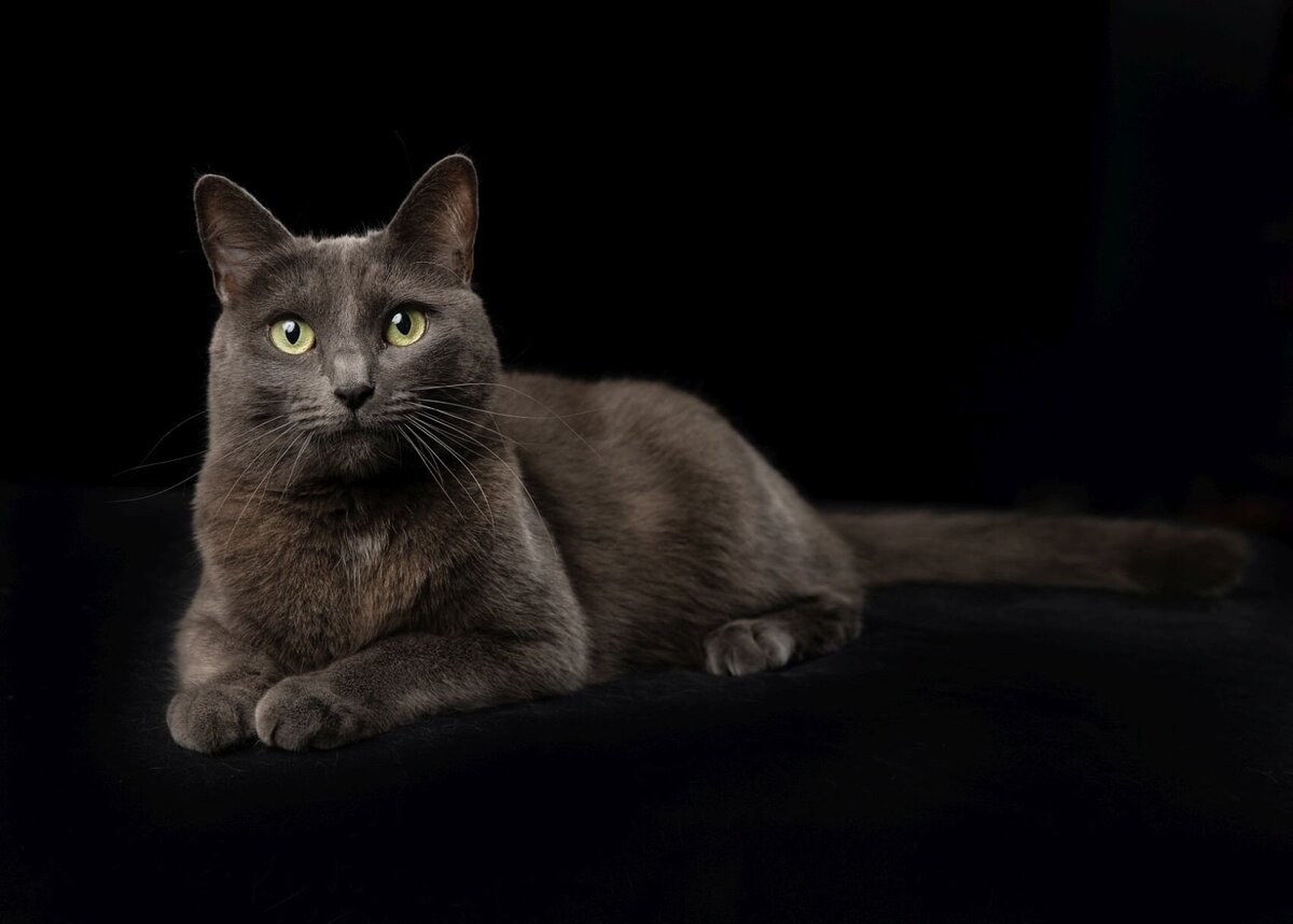 lilla-bordas-portraits-tampa-CAT-photographer1235