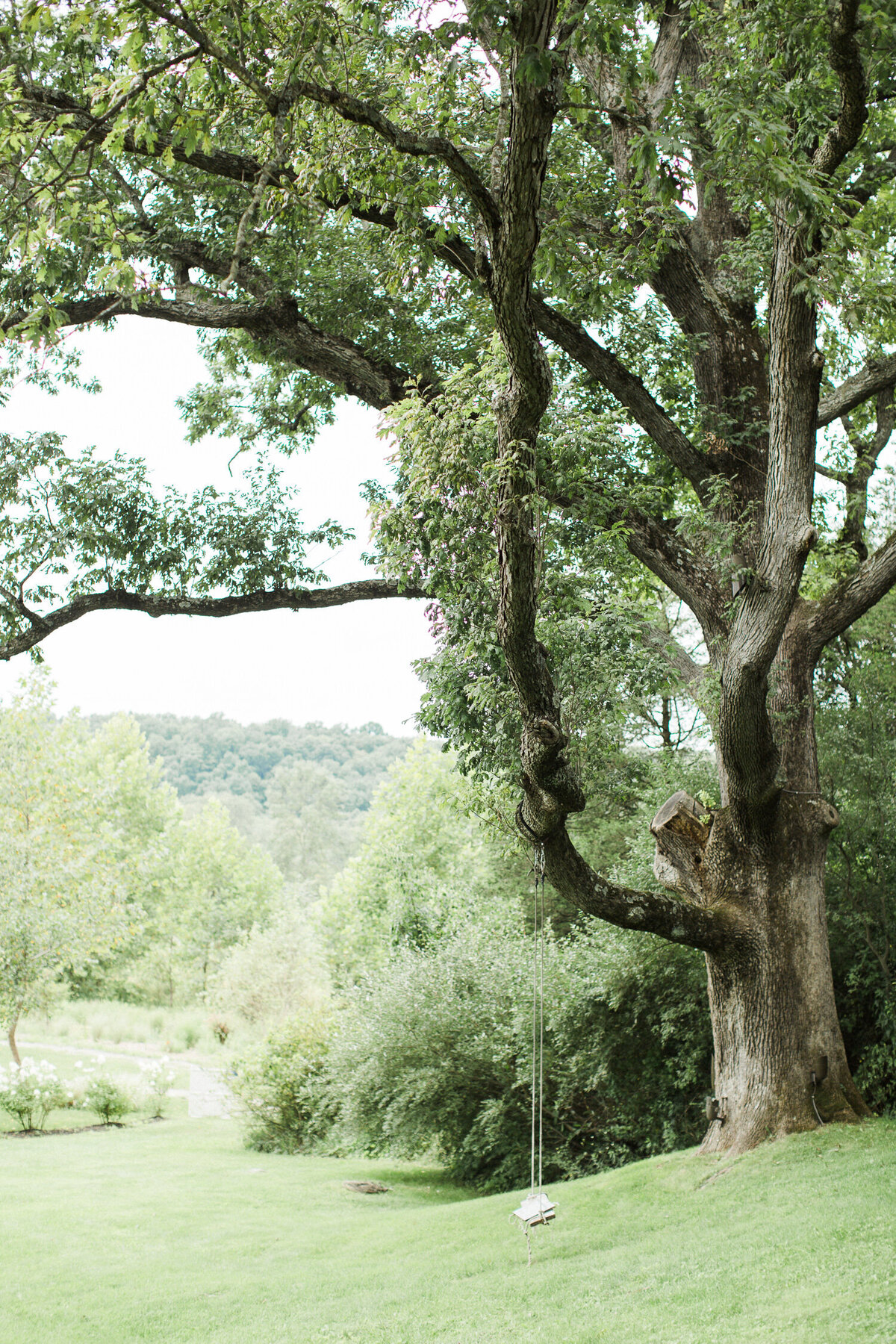 Romantic swing hangs from historic tree branches