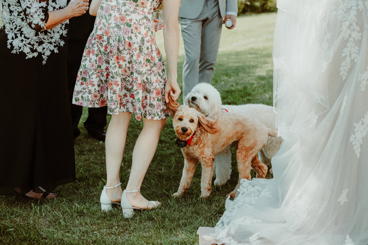 dogs enjoying company during wedding cocktail