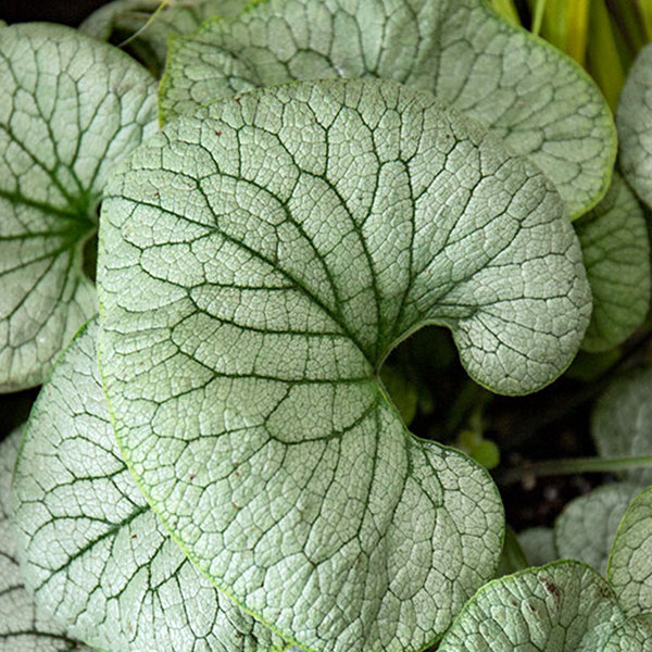 brunnera_sterling_silver_2
