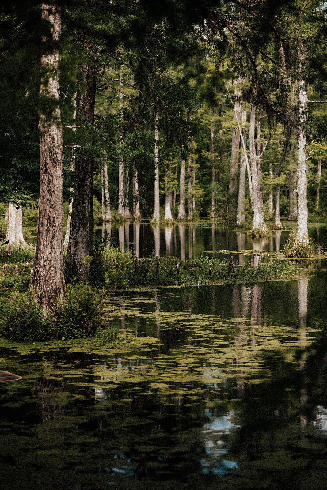 Cypress garden swamp. Trees shoot out of the water. Water lilies are covering the surface