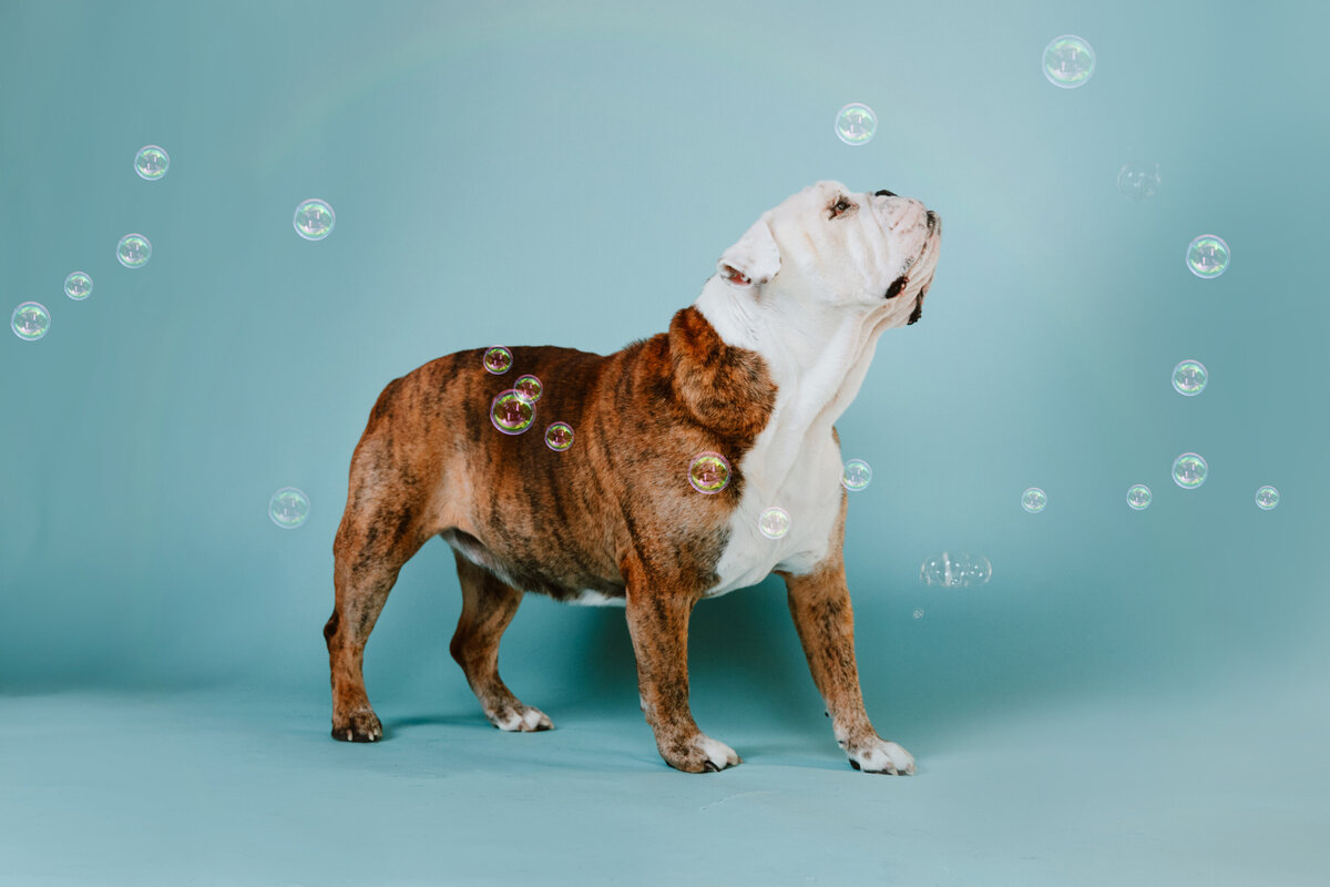 Longmont-Pet-Photographers-English-Bulldog (14)