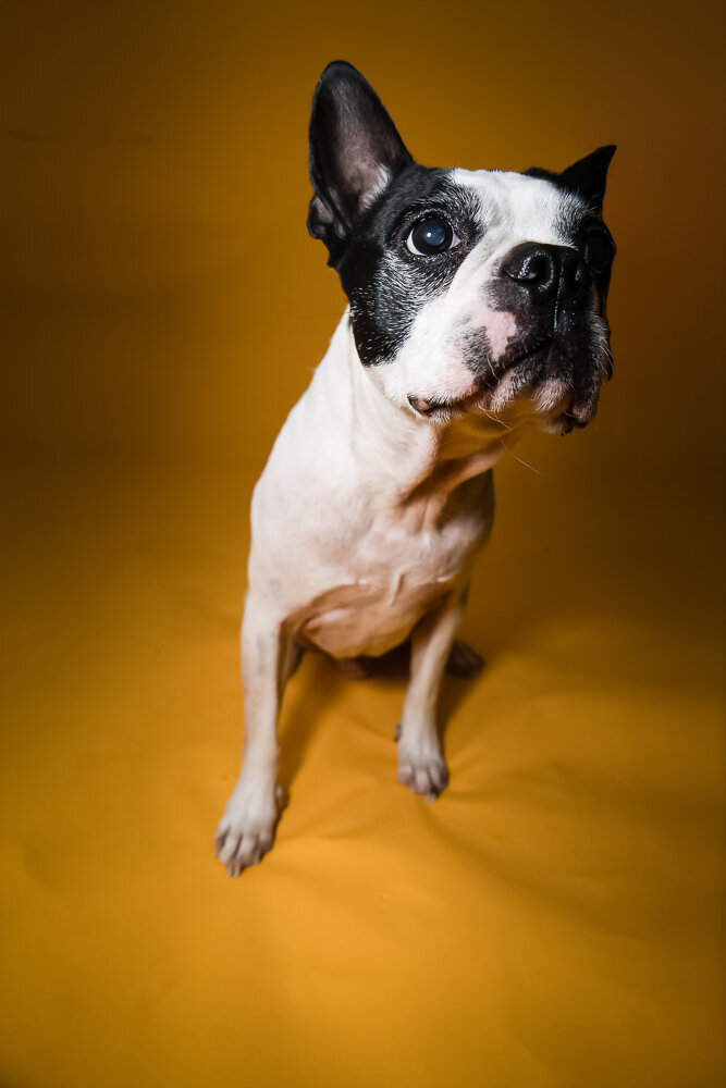 dallas-fortworth-pet-photography-Tyrion-14