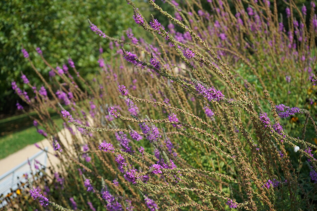 fialove kvetouci trvalky