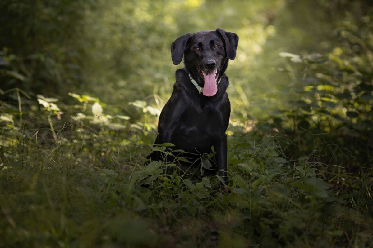 lilla-bordas-portraits-tampa-DOG-photographer1340_2