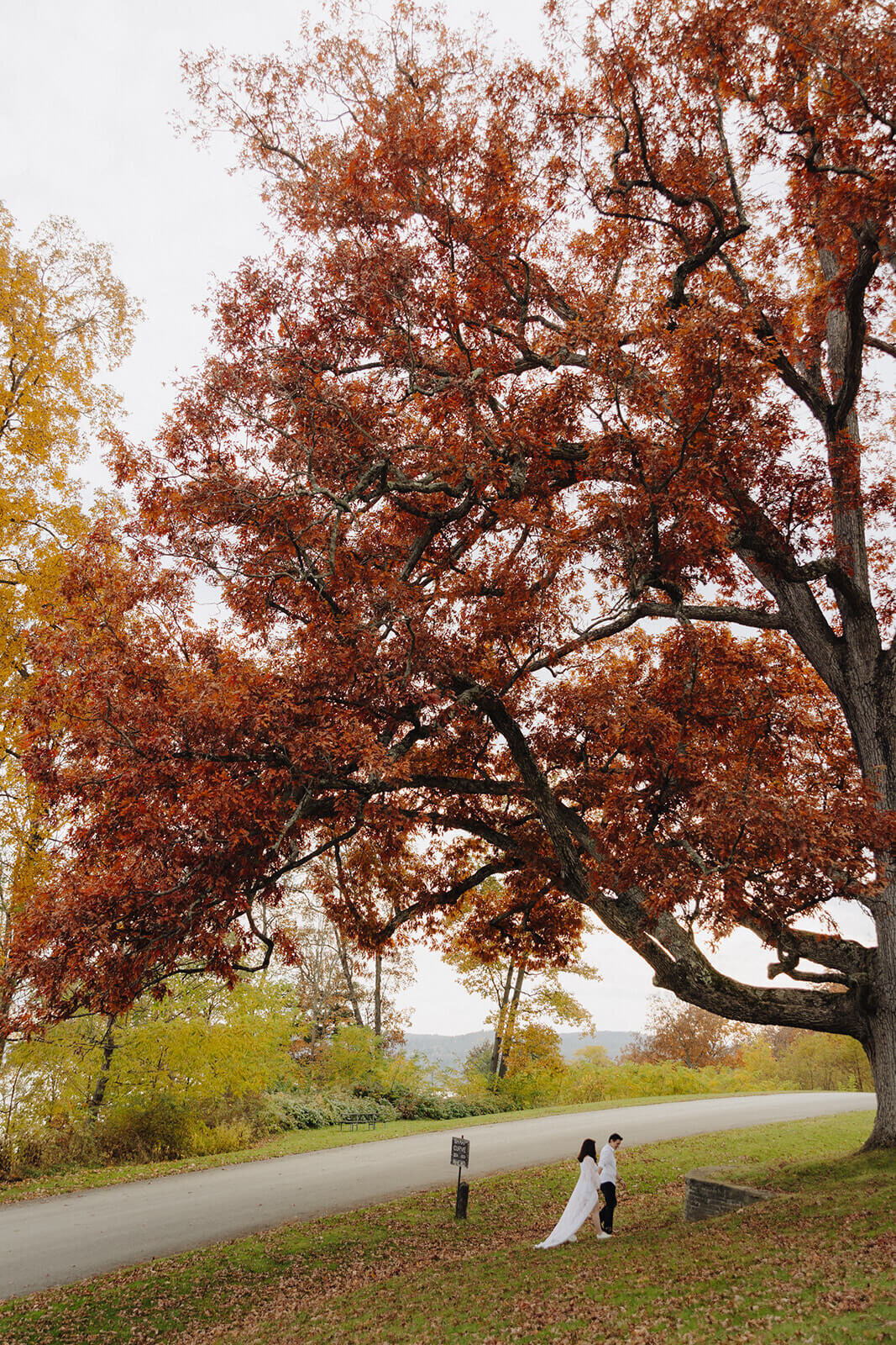 Maternity shoot in Finger Lakes, NY beneath a large tree in the fall