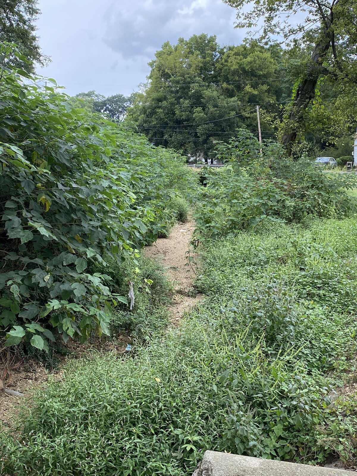 dirt-path-surrounded-by-thick-weeds-and-bushes