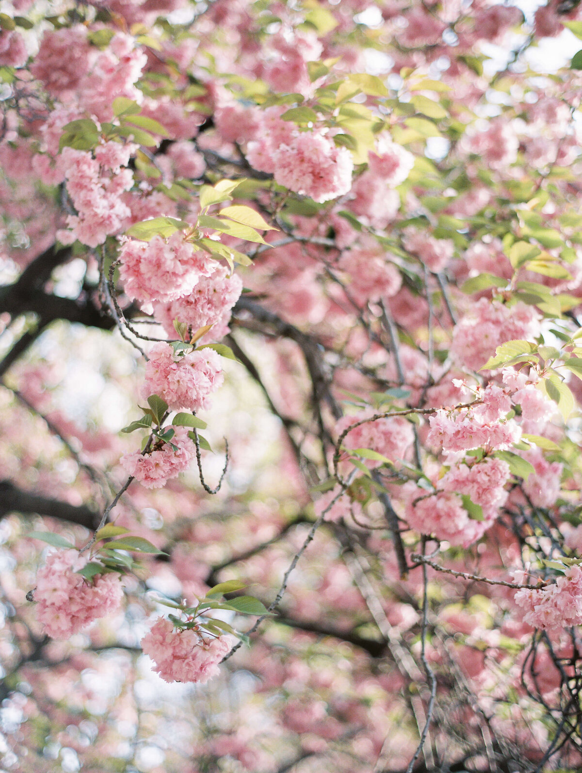New-York-City-Central-Park-Engagement-Photographer-0181