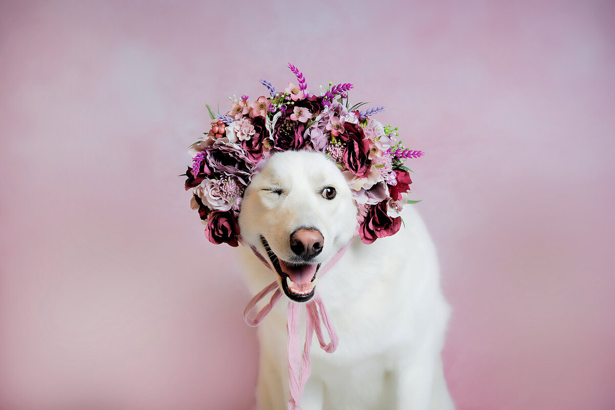 New Orleans Pet Photographer