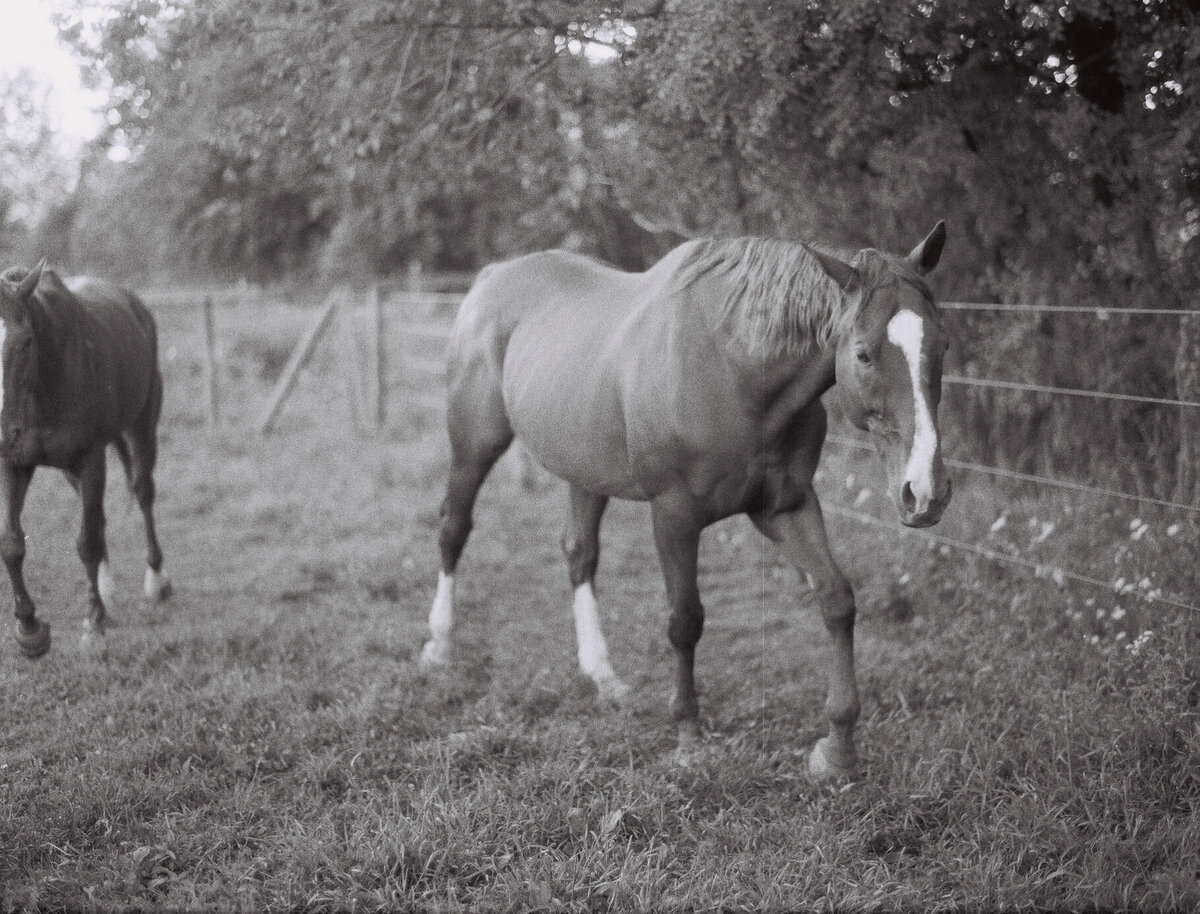 Saratoga-horse-photographer-350