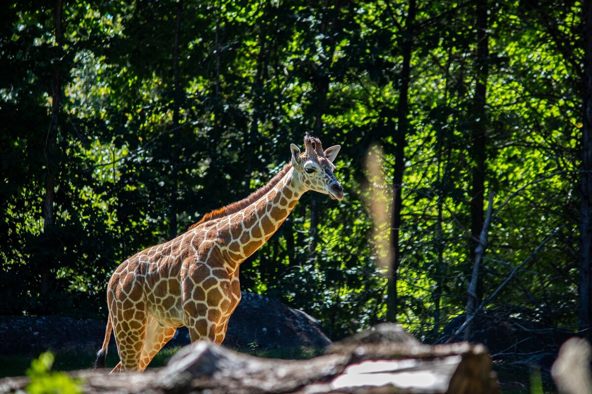 Baby_Giraffe_Body-b3e43a81-2500