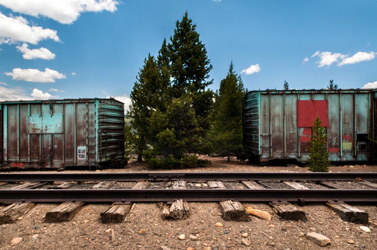 Pine trees grow between old train cars
