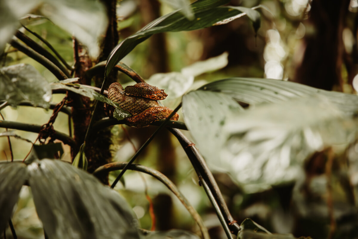 Eyelash Pit Viper, Costa Rica
