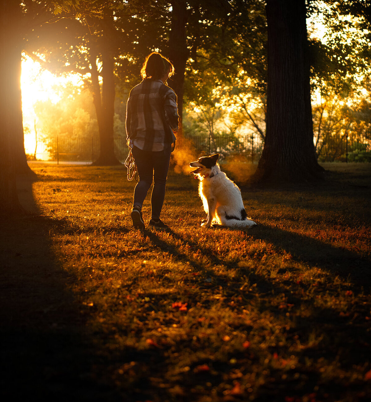 Handler and Border Collie are walking together during a golden hour photoshoot. Work by Duluth-based pet photographer Joanna of Paddle Paws Photography.
