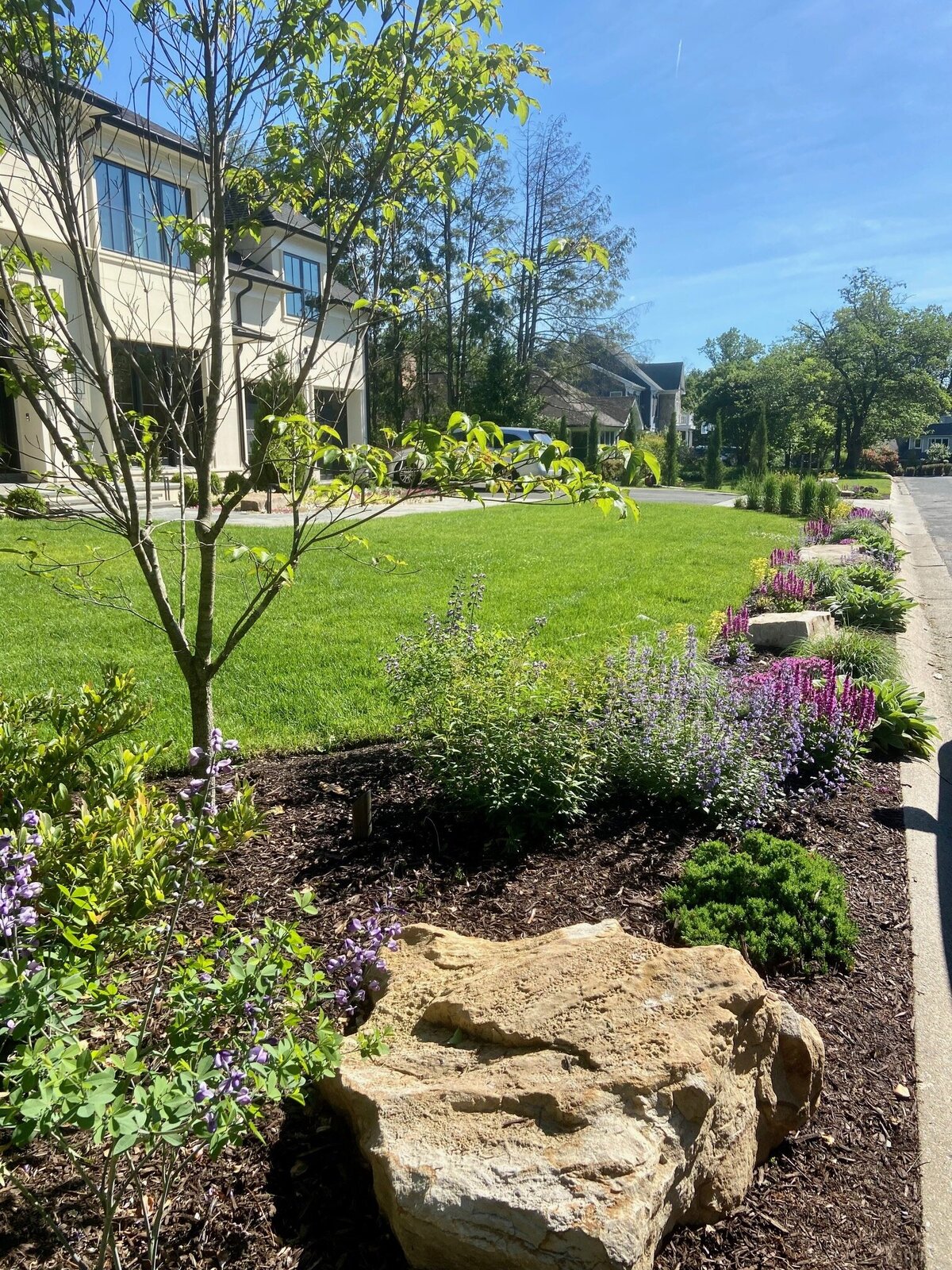 Modern front yard landscape with a young tree, flowering plants, large decorative rocks, and a neatly manicured lawn.