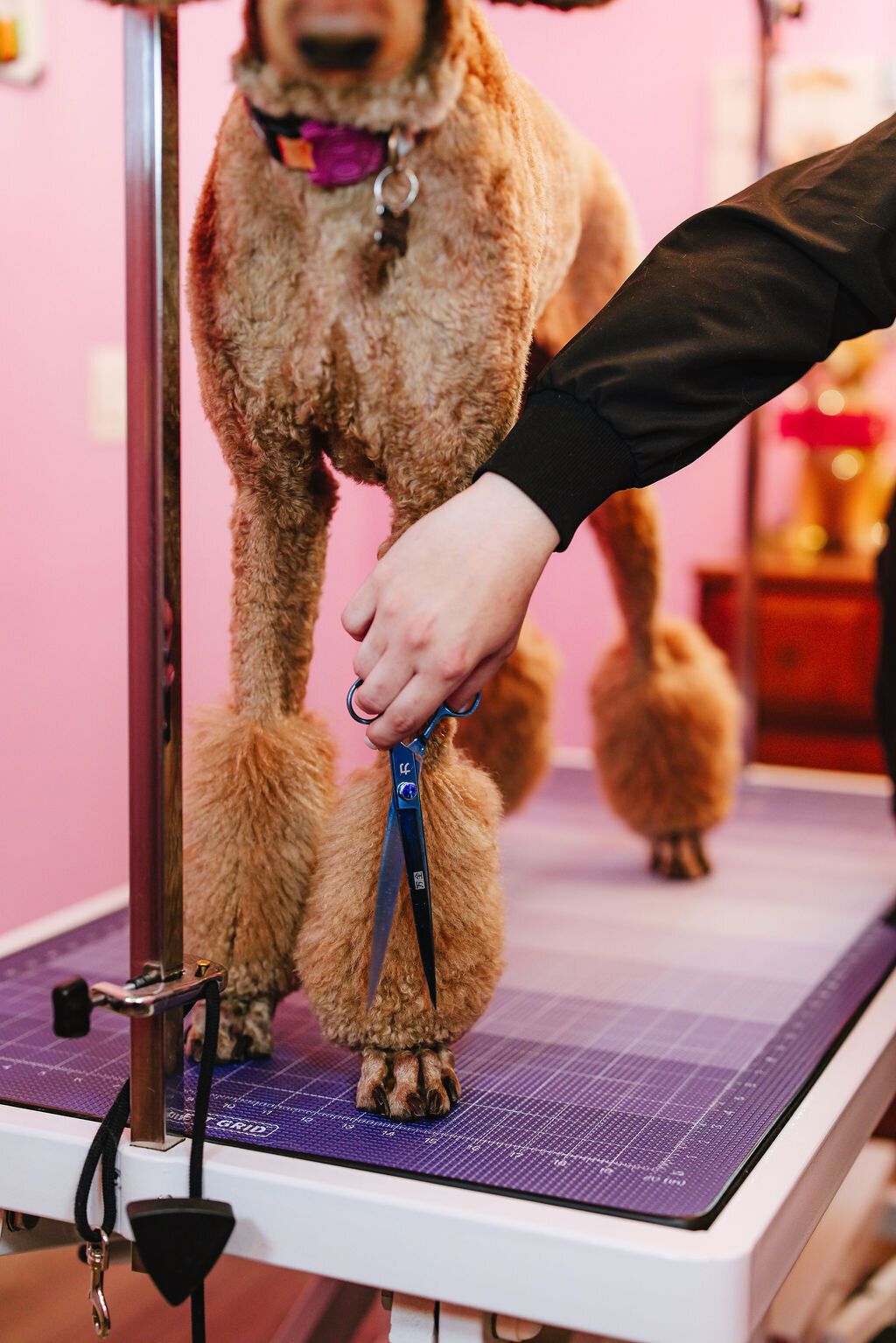 05.14hillfamilypetcare-391