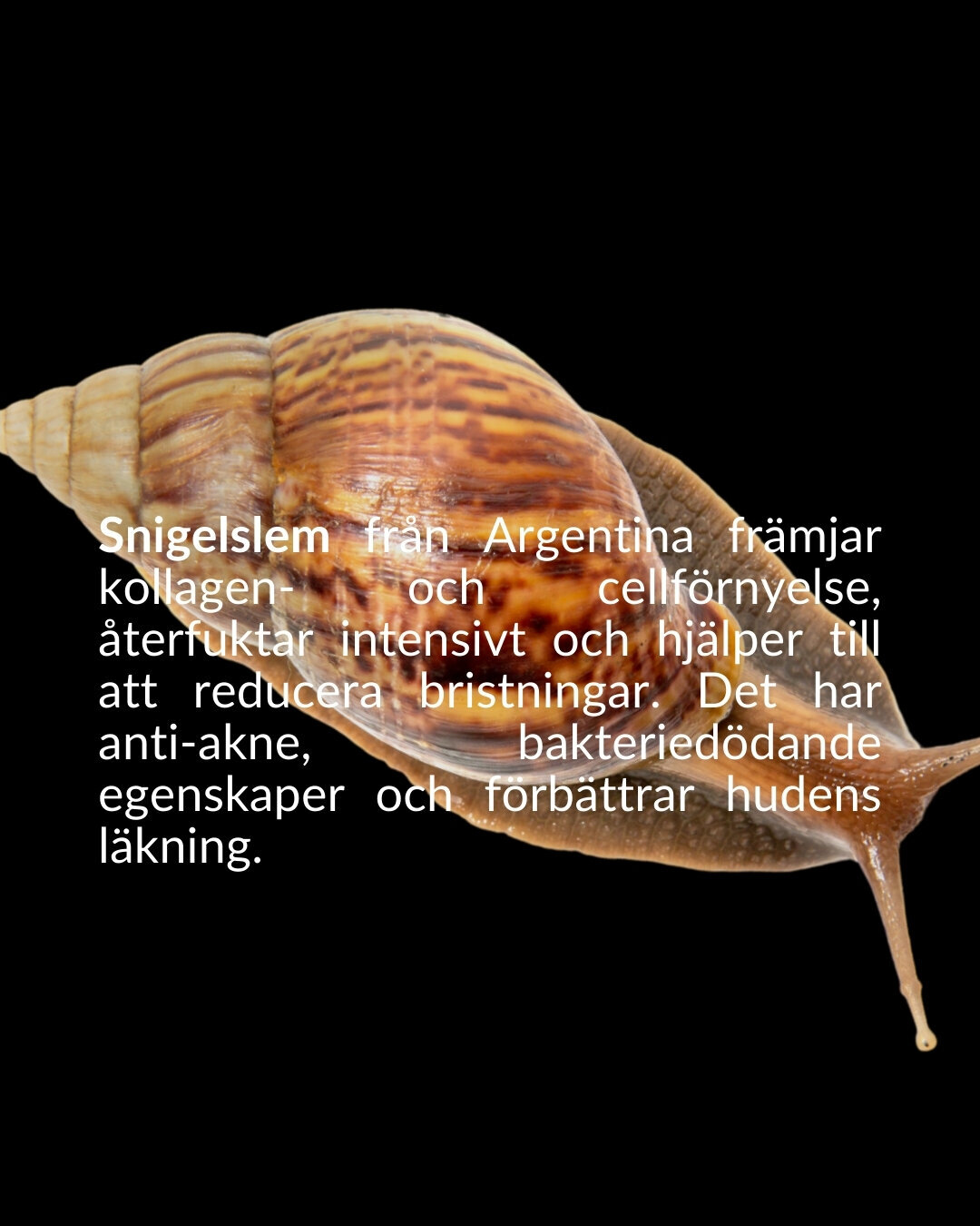 soberbia (16)