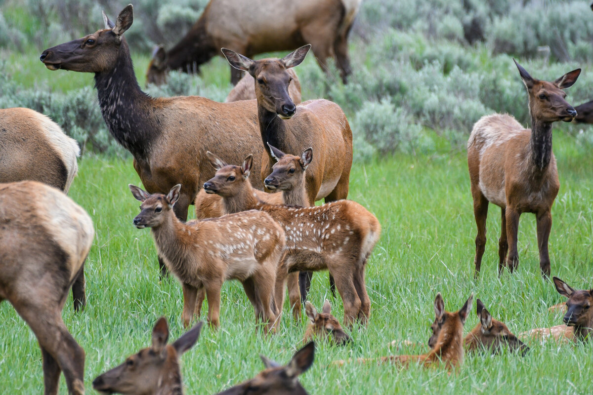 Elk herd